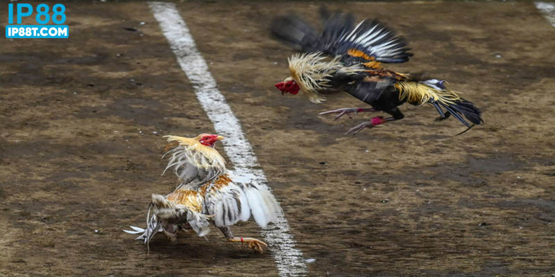 Đá gà trực tuyến