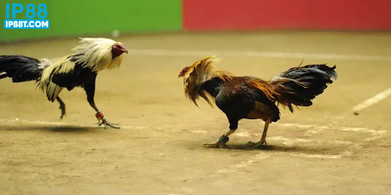 Đá gà Dagava được nhiều người chơi lựa chọn hiện nay