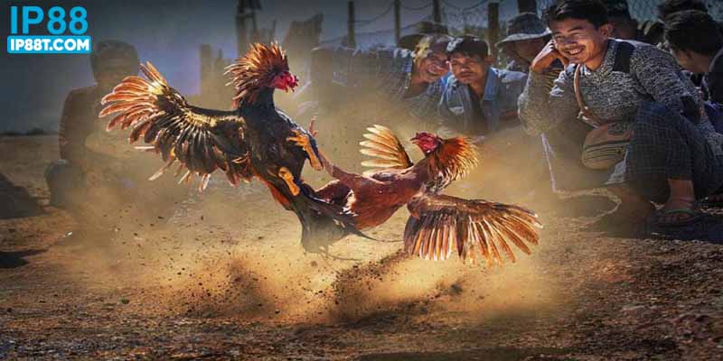 Đá gà WS168 được nhiều người chơi đánh giá cao