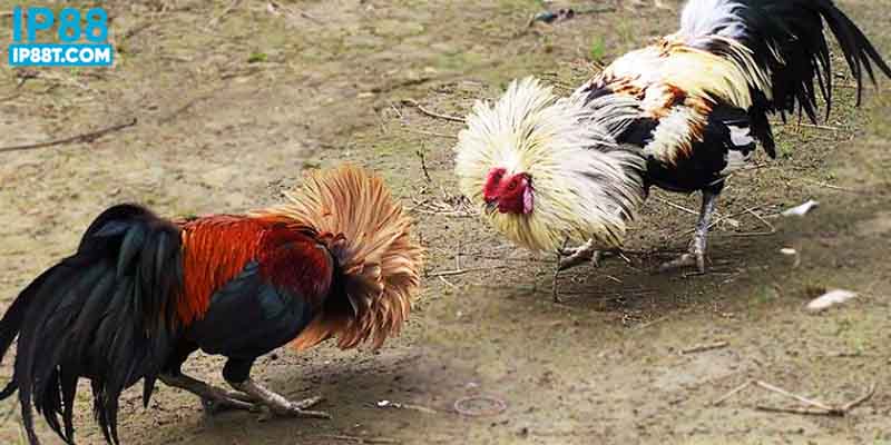 Kinh nghiệm chơi hiệu quả khi tham gia trận đấu