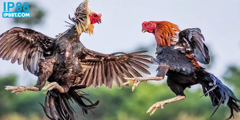 Đá gà là loại hình cá cược, giải trí quen thuộc 