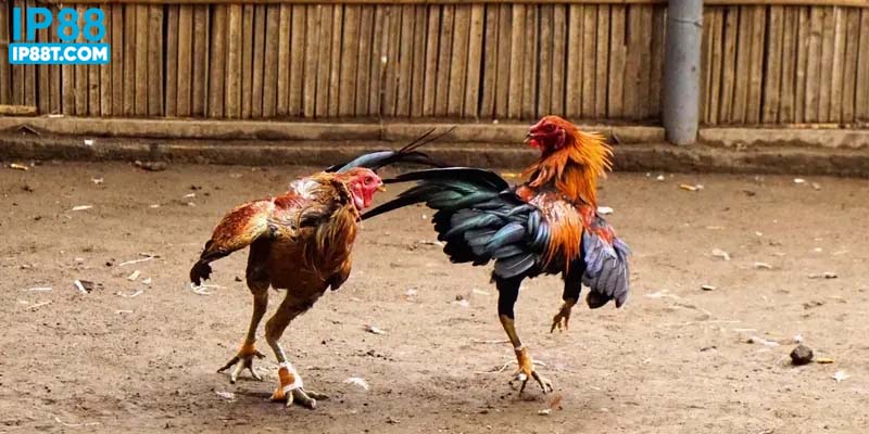 Lựa chọn kèo chơi để đặt tiền hợp lý