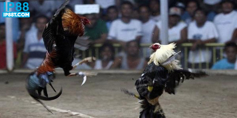 Lý do nên tham gia các trận đấu tại sảnh được người chơi quan tâm