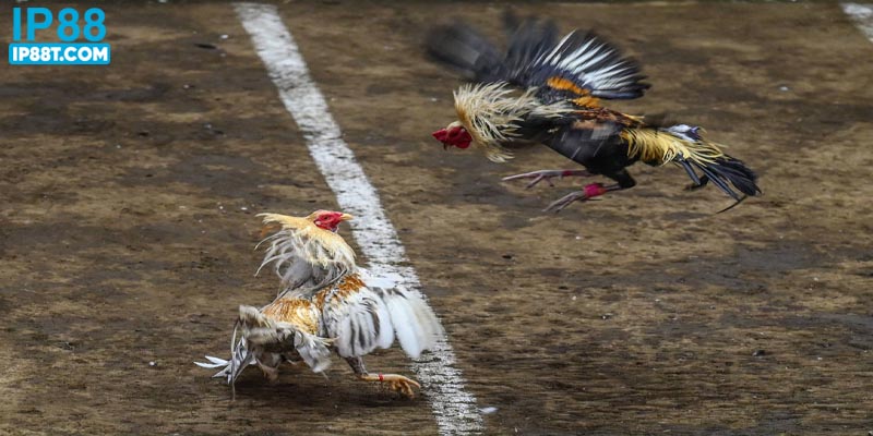 Nhiều hình thức đá gà trực tuyến để tham gia