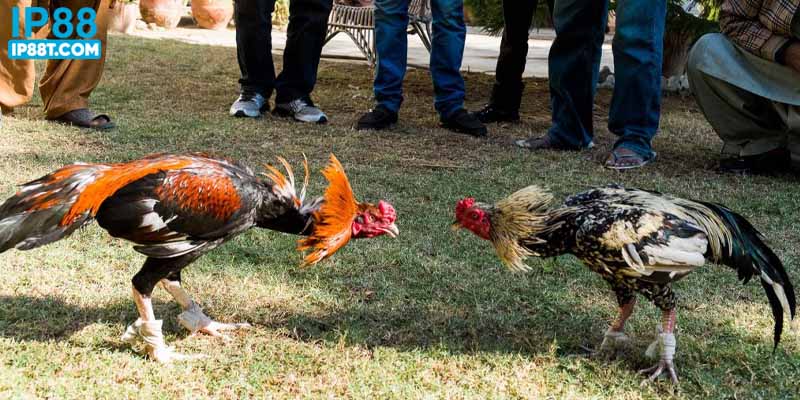 Những ưu điểm nổi bật thu hút người xem đá gà c3