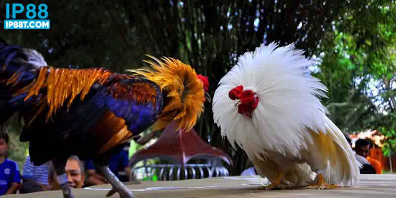 Rất nhiều các giống gà tham gia thi đấu 