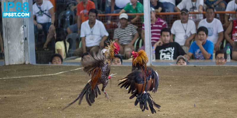 Sảnh cược uy tín tập trung vào thiết kế giao diện 