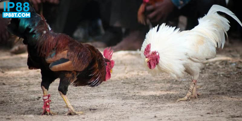 Tìm hiểu khái quát về giải đấu gà C3